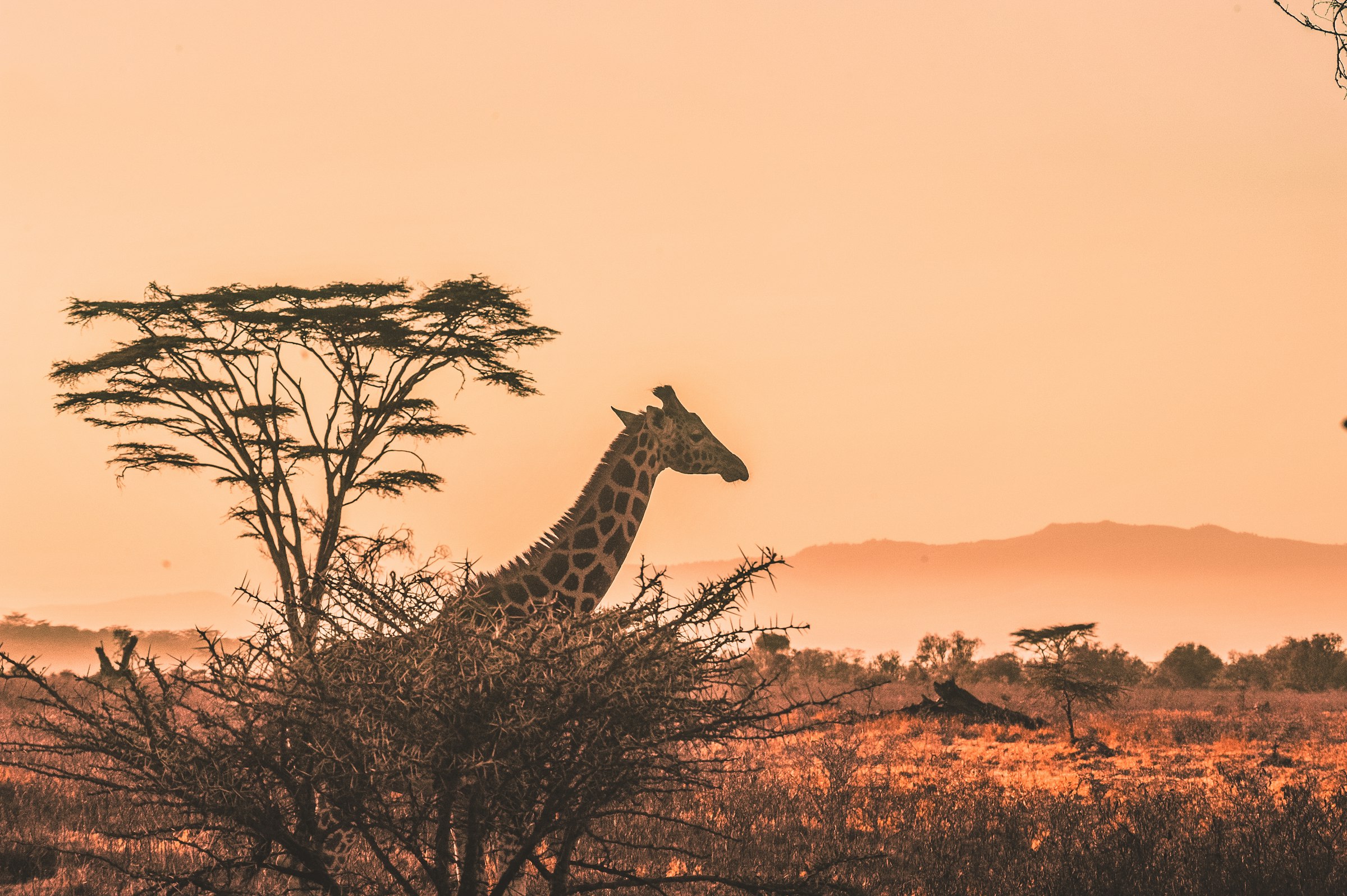 Giraffes at dusk on the Tanzanian savanna